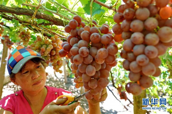 （经济）（2）河北卢龙：葡萄种植盘活山村经济