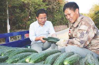 南繁科學技術研究院研究員在那受村幫助脫貧村民收青瓜