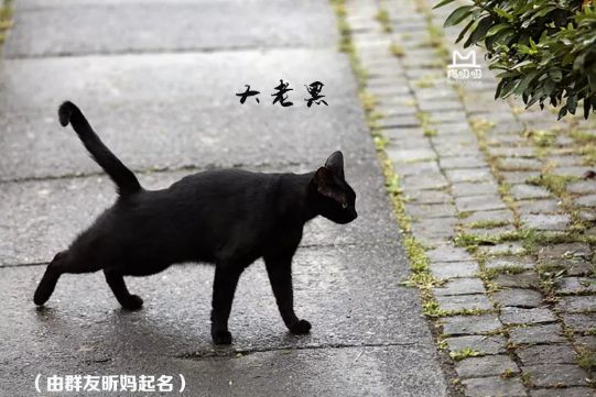 50岁按大业生的"关机做起键",撸猫下人重启撸猫作文,拍下5万张猫片主题高中英语大爷图片