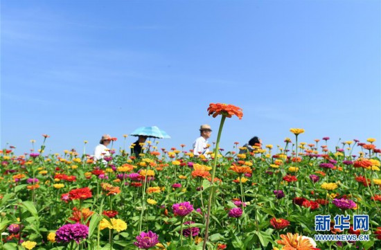 (美丽中国)(1)长春莲花山:花海醉游人