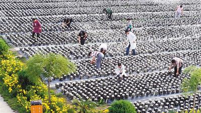 平泉市人口_清河县油坊镇被认定为河北省羊绒产业名镇(3)