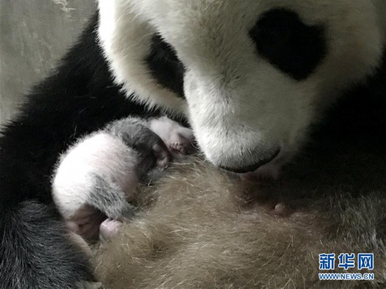 (环境)(1)陕西迎来今年第三只大熊猫幼仔