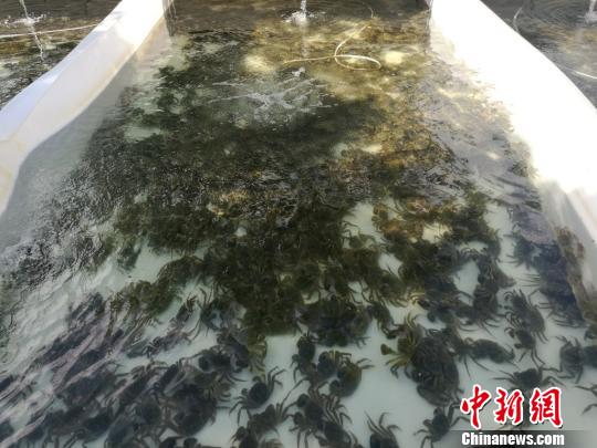 太湖大閘蟹產量斷崖式下跌蘇州探索青山綠水養好蟹