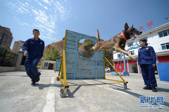 (社会)(4)搜救犬“巴特”载誉归来