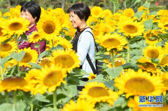 葵花盛开逐秋阳