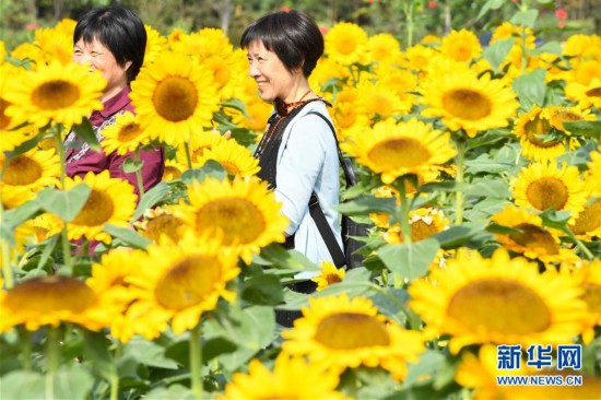 葵花盛开逐秋阳