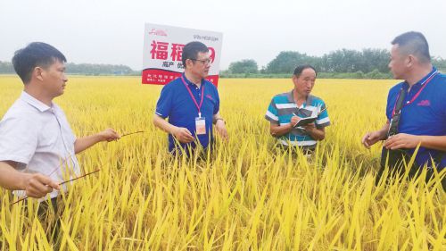 图片新闻农业专家育种忙