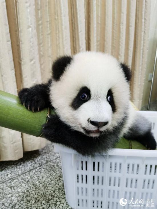 圈粉无数!成都网红大熊猫“绩笑”今日被认养