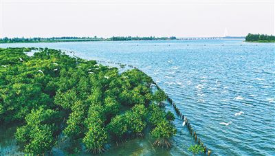 海口美蘭區演豐鎮紅樹林保護區：樹綠水清鳥翩躚近日，在海口市美蘭區演豐鎮紅樹林保護區，良好的生態環境吸引眾多南下候鳥棲息。【詳細】 