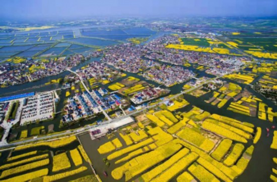 興化市東羅村 梅立成攝
