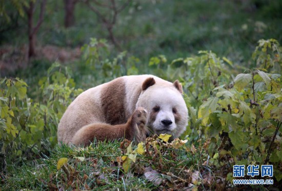 （图文互动）（3）全球唯一圈养棕色大熊猫“七仔”被终身认养