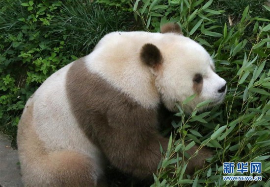 （图文互动）（7）全球唯一圈养棕色大熊猫“七仔”被终身认养