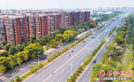 　　↑芙蓉南路入城口道路兩旁金黃的欒樹點綴著城市，精致精美、層次豐富的綠帶成為一道亮麗的風景線。