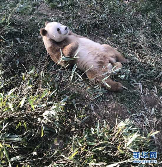 （图文互动）（10）全球唯一圈养棕色大熊猫“七仔”被终身认养