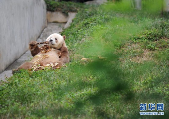 （图文互动）（6）全球唯一圈养棕色大熊猫“七仔”被终身认养