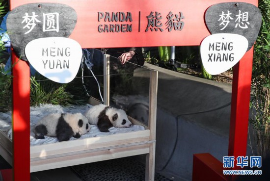 �����ʣ���11���ڵ³�������è˫��̥����Ϊ�����롱����Բ��