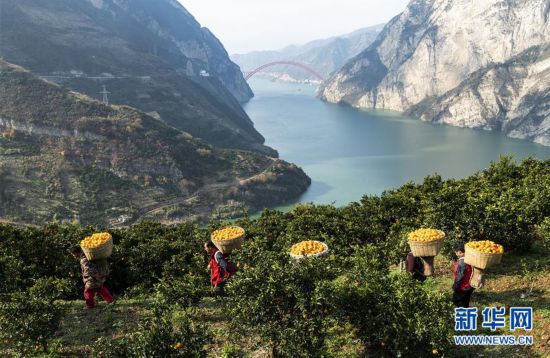 三峡移民脐橙喜获丰收