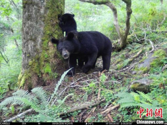 四川臥竜で授乳中のツキノワグマの撮影に初めて成功 人民網日本語版 人民日報