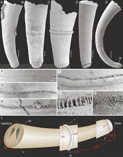 高分辨率显微CT技术，揭秘断壳桶螺完整的断壳过程