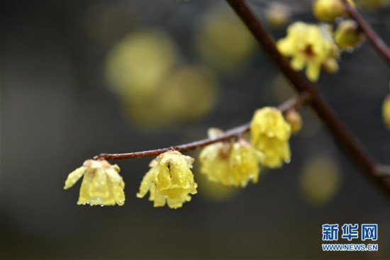 #(新华视界)(4)湖北宣恩:腊月花争艳