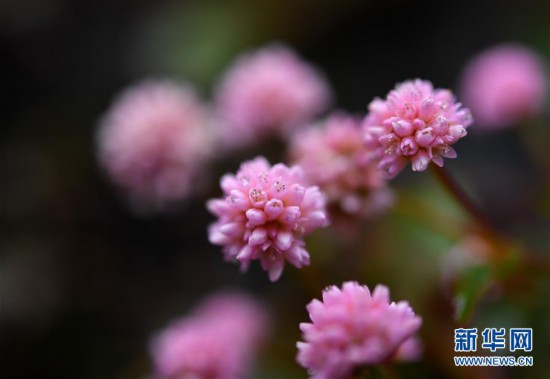 #(新华视界)(7)湖北宣恩:腊月花争艳