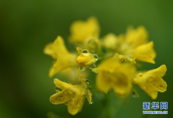 #(新华视界)(1)湖北宣恩:腊月花争艳