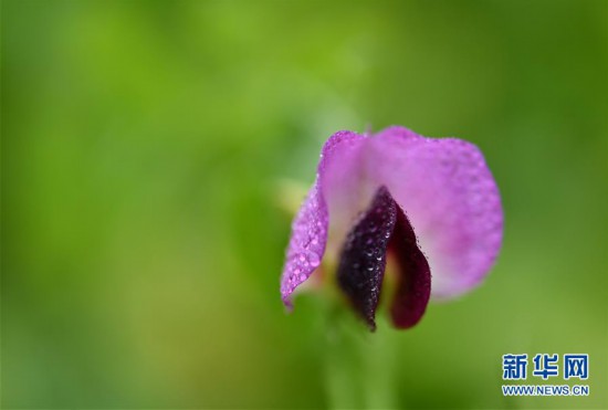 #(新华视界)(2)湖北宣恩:腊月花争艳