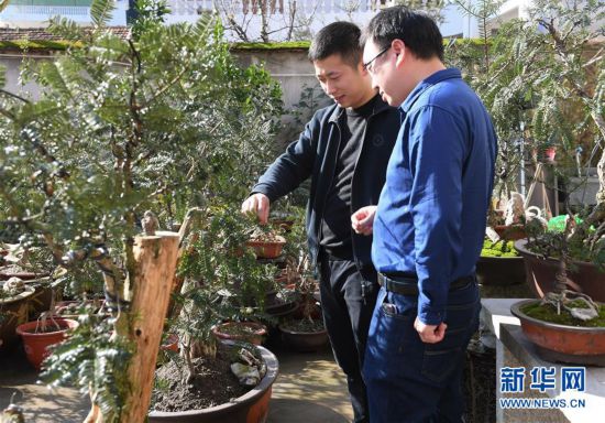 1月6日,在浙江诸暨东白湖镇小东村,金志鹏(左)向客户介绍香榧盆景
