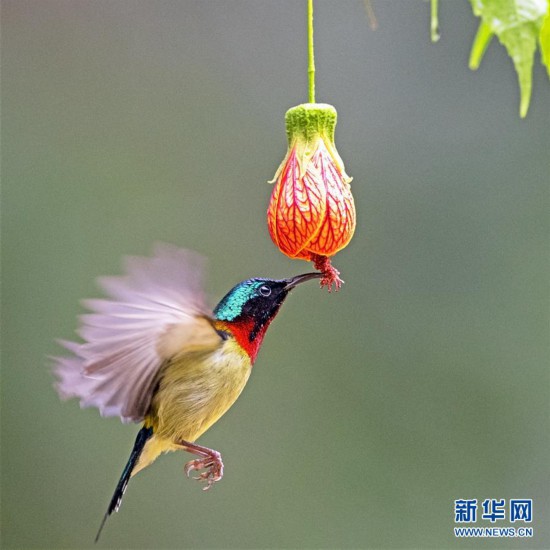 （環境）（1）福州：“亞洲蜂鳥”懸停覓食