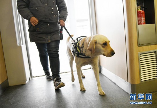 （關注春運）（3）導盲犬乘高鐵體驗春運
