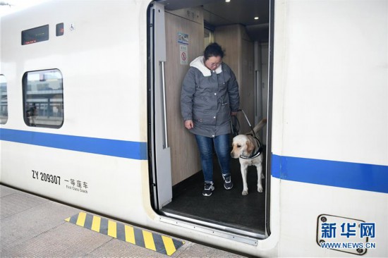 （關注春運）（7）導盲犬乘高鐵體驗春運
