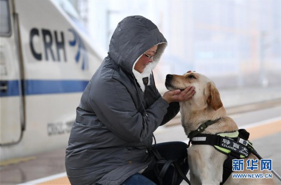 （關注春運）（1）導盲犬乘高鐵體驗春運