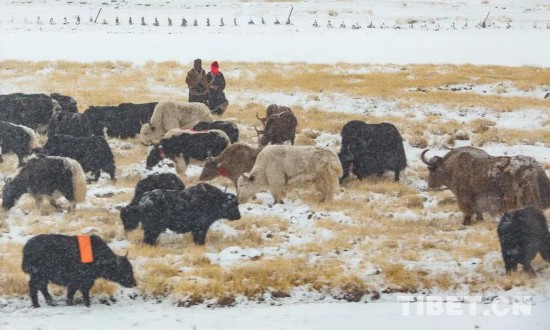 AG体育App下载_白雪、牛羊、牧人…一幅绝美牧归图