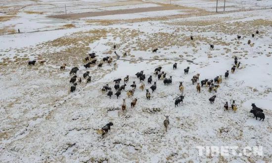 AG体育App下载_白雪、牛羊、牧人…一幅绝美牧归图(图2)