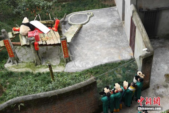 大熊貓“四世同堂”迎春節 熊貓幼仔攜禮給“曾祖母”拜年