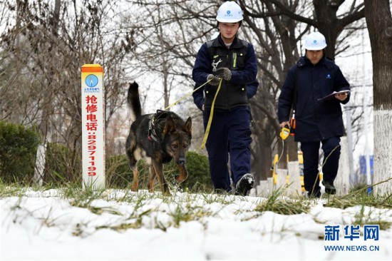 （社會）（1）嗅探犬守護春節燃氣管網安全