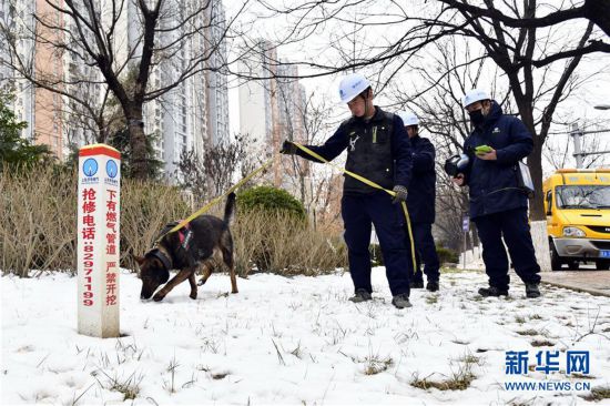 （社會）（2）嗅探犬守護春節燃氣管網安全