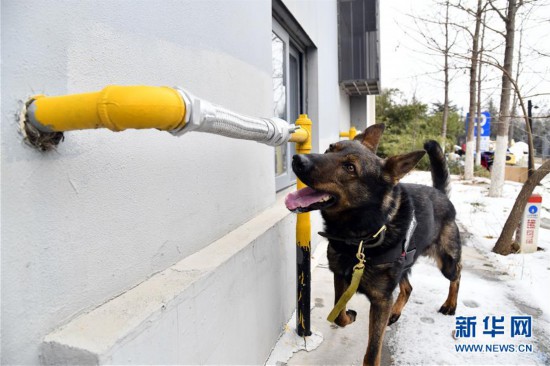 （社會）（3）嗅探犬守護春節燃氣管網安全