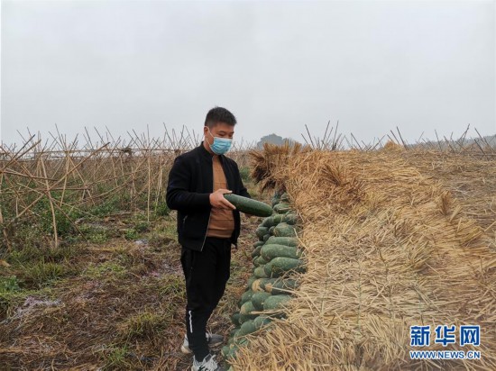 广西：“得知要送武汉 凌晨出来摘菜”“尽些绵薄之力”