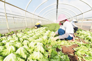 昆明石林30吨蔬菜运送到战“疫”一线