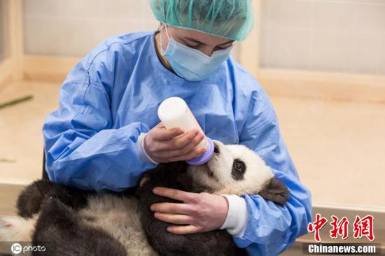 可愛い飲みっぷり！ドイツの飼育員がパンダに授乳する様子公開