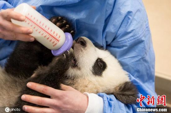 ドイツのベルリン動物園で現地時間2月4日、パンダの赤ちゃんに授乳する飼育員（写真著作権は東方ICが所有のため転載禁止）。