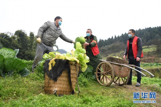 重庆：疫情下的乡村蔬菜配送小队 有效解决城市居民购买蔬菜困难问题