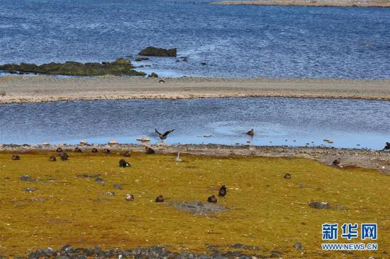 南極・長城基地をペンギンとオオトウゾクカモメが来訪