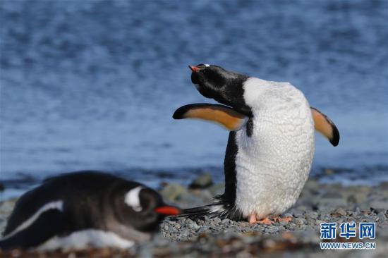 南極・長城基地をペンギンとオオトウゾクカモメが来訪