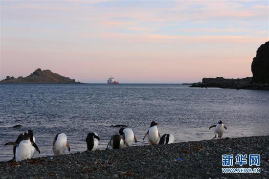 南極・長城基地をペンギンとオオトウゾクカモメが来訪