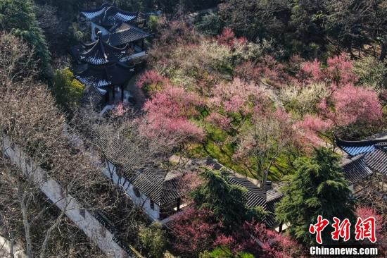 色とりどりに咲き乱れる梅の花　江蘇省南京　