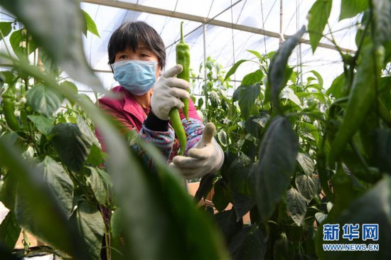 （新華視界·聚焦疫情防控）（2）福建漳州：南菜北調 穩產保供