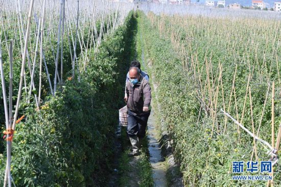 （聚焦疫情防控）（3）福建漳州：南菜北調 穩產保供