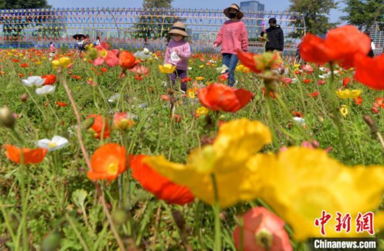 マスクをつけて福州花海公園を散策し、花畑のなかを歩く市民と子供（撮影・張斌）。